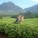 Malawi to earn K3bn  through coffee