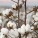 Malawi’s cotton ban slows Chipata-Mchinji rail use