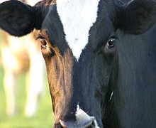 World Vision committed to improving livestock production