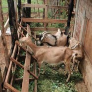 HIV positive farmer improves health and income by raising goats