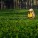 TEA AUCTIONING – HOW WILL IT HELP MALAWI?