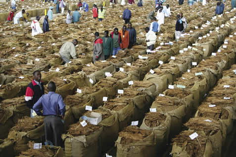 Tobacco farmers satisfied with devaluation