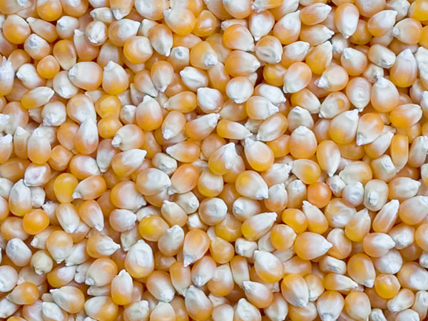 Kenya to import maize from Malawi