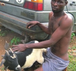 sexgoat