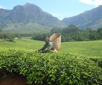 Malawi Tea Production Declined 7% in May From Year Ago, Association Says
