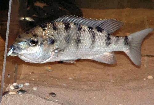 4 Common Cichlid Diseases and Causes