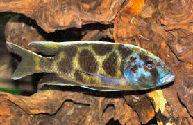 Malawi cichlids