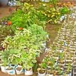Horticulture can turn around Malawi | NewsTimeAfrica