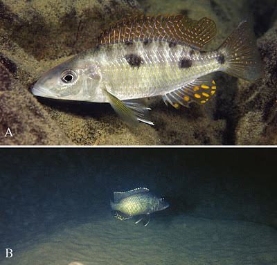 Stigmatochromis macrorhynchos & S. melanchros – 2 new species of fish found in Lake Malaŵi