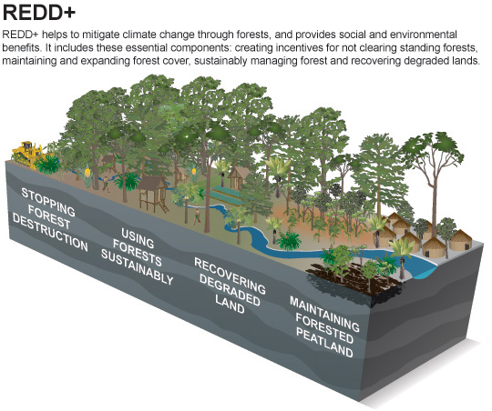 REDD+, forests and food