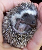 UK Hedgehog Charity reaches out to help wild hedgehogs in Malawi!