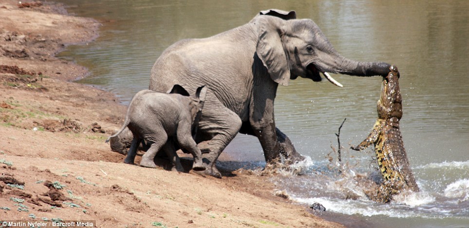 ADRA facilitaes dialogue on elephants attacks