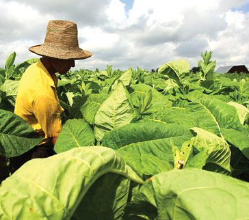 Tobacco production doubles as market opens on Monday
