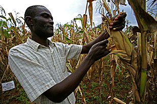 End fertilizer subsidies to fight hunger – Study indicates