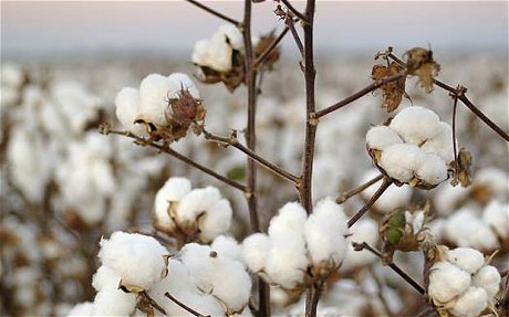 Cotton farmers disappointed with low prices
