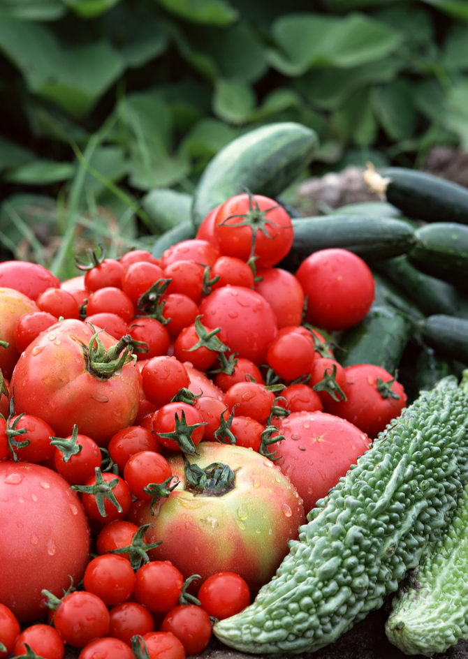 Malawi, Equatorial Guinea in veggies export deal