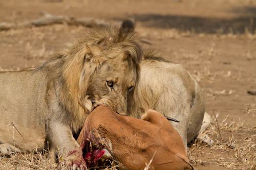Lion relocation completed at Majete Wildlife Reserve