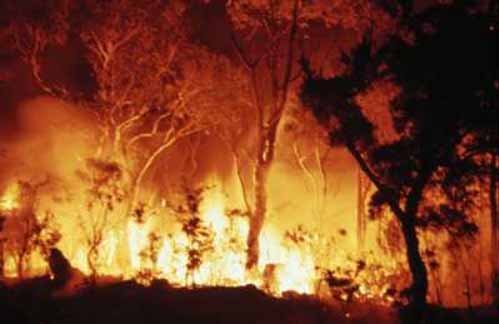 Fire destroys Viphya plantation in Mzimba