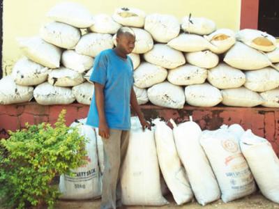Govt Issues 94 Licenses To Companies, Individuals In Cultivation Of Indian Hemp