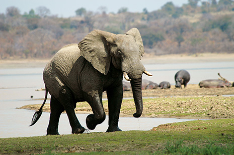 Elephant kills 3 in Zomba