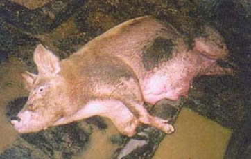 African swine fever hits parts of Malawi