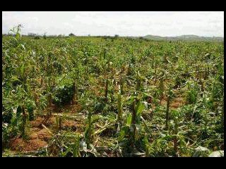 Joyce Banda crop inspection field destroyed