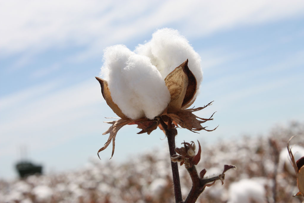 WE NEED TO CHANGE COTTON’S MARKETING STRATEGY- MINISTER