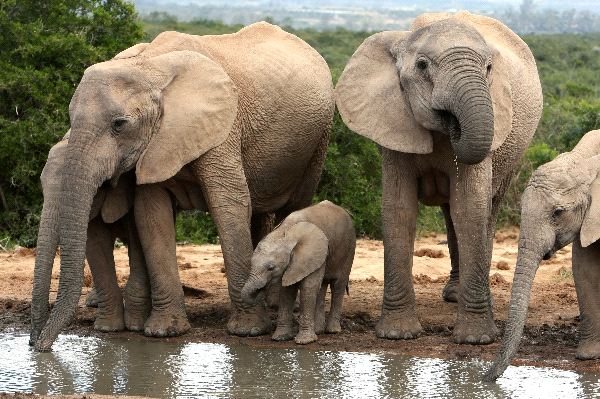 GOVT TO RELOCATE ABOUT 200 ELEPHANTS FROM LIWONDE NATIONAL PARK