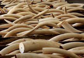 THREE PEOPLE NABBED FOR TRYING TO SMUGGLE IVORY