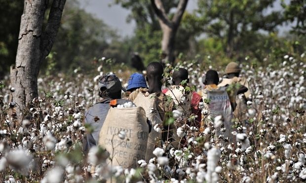 Cotton Farmers Settle For K360 Per Kilogram