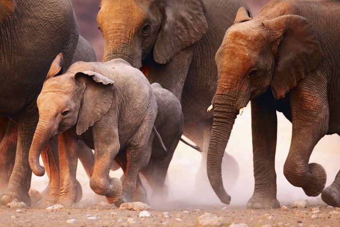 Hundreds of Elephants Mysteriously Die in Botswana