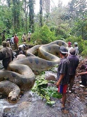 The World’s biggest snake has killed 257 humans and 2325 animals. It’s 134 ft long and 2067 kgs and It took 37 days to kill