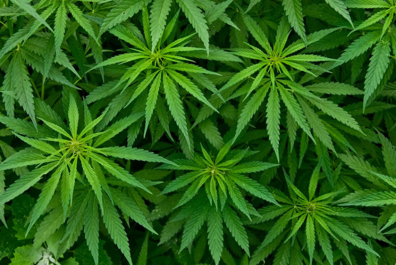 U.S. Government Finally Admits Marijuana Really Does Kill Cancer Cells