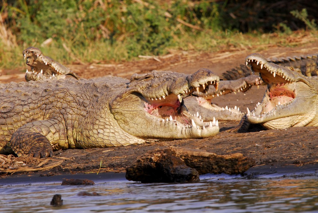 Zambian Woman Survives crocodile attack
