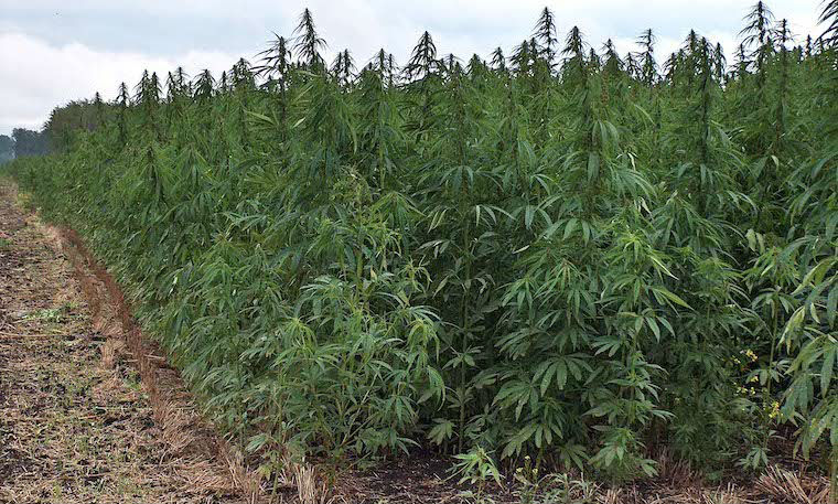 Malawi approves industrial hemp farming