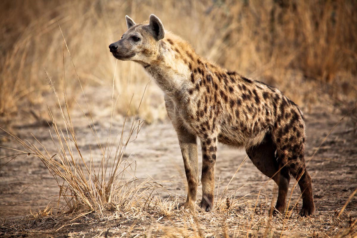 Teenage boy battling for his life after being attacked by hyenas in Kasungu
