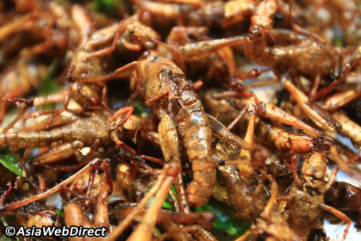 Ugandan man who sold fried grasshoppers on plane faces jail