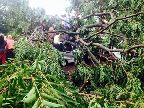 Falling tree accident at Mibawa Bus Terminal updates: 7 people injured