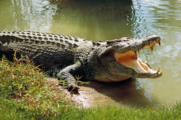 Crocodile kills 14-year-old boy in Uganda