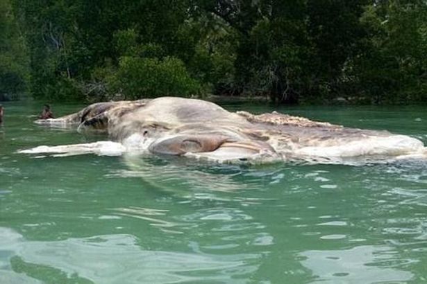 A Villager Finds a Mysterious Creature On a Sea In Indonesia, Locals Mistaken It For a Boat (pictures)