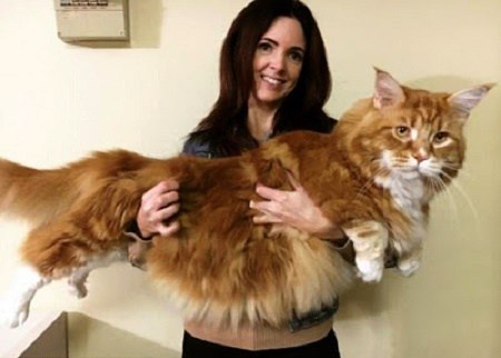 See The Longest CAT In The World Weighing 14 Kilograms (PHOTOS)