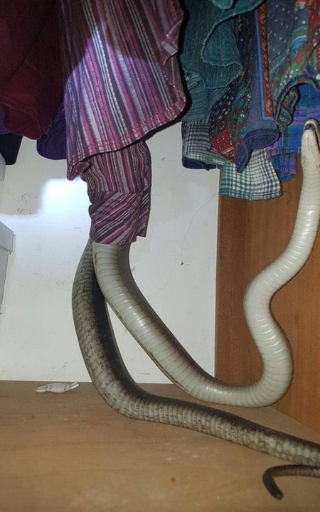 Man Receives Strange Call Alerting Him About The Snake In His Room, See What He Did Next