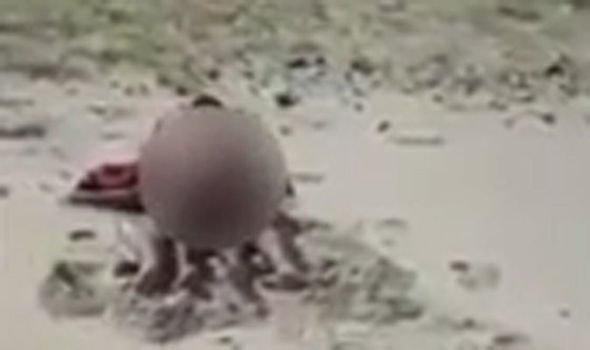 Couple Caught on Camera Having it on the Beach in Broad Daylight