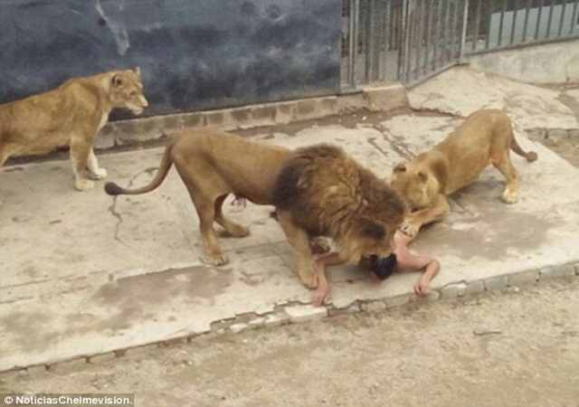 Man Attempts Suicide By Stripping Naked and Jumps Into Lion`s Enclosure (video+pics)