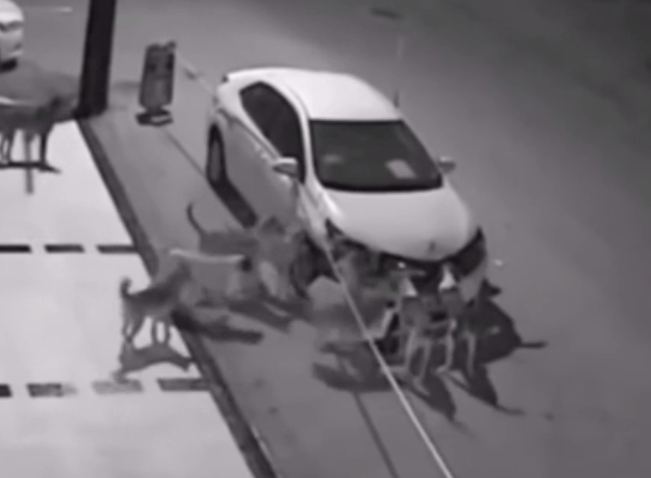 Strange!! Pack of Dogs Rip a Car to Pieces… To Get at a CAT Hiding Underneath (video)