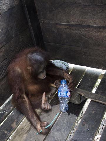 This Orangutan Has Been Locked in Wooden Box for Two Years, see the reason