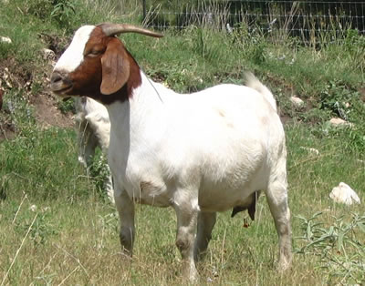 My Wife denies Me lovemaking- Father of Six Caught Having it with a Goat (Photo)
