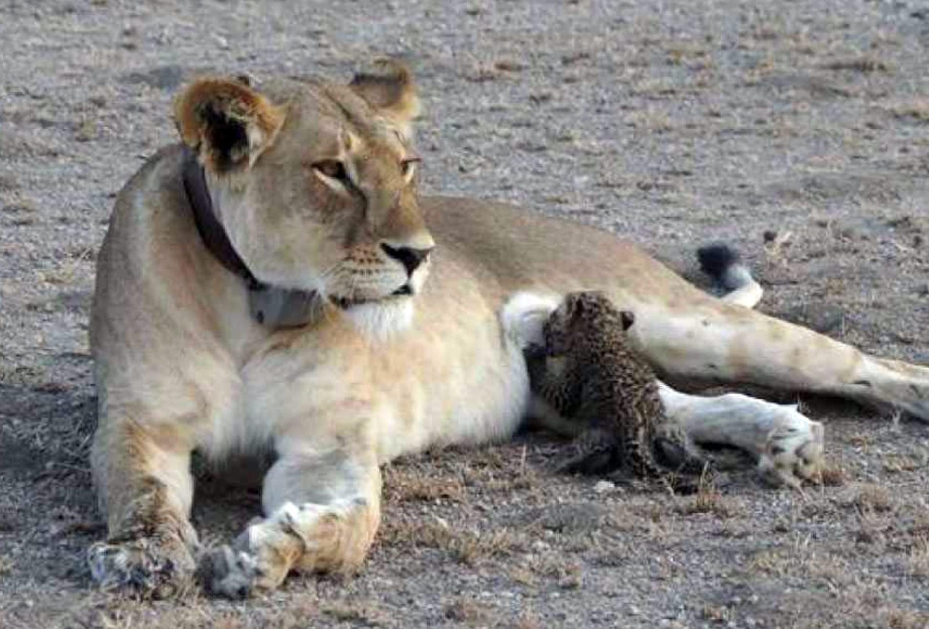 Wild lioness photographed nursing a leopard