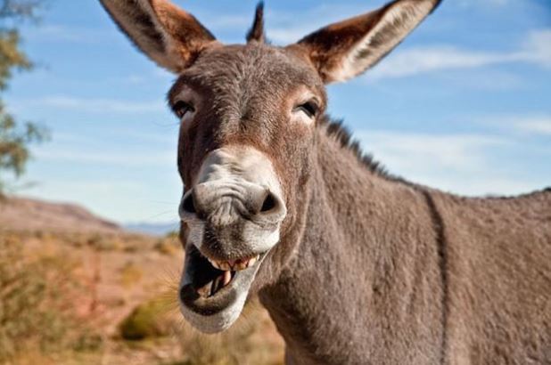 Man Caught Sneaking into Farm to Have S*x with Donkey