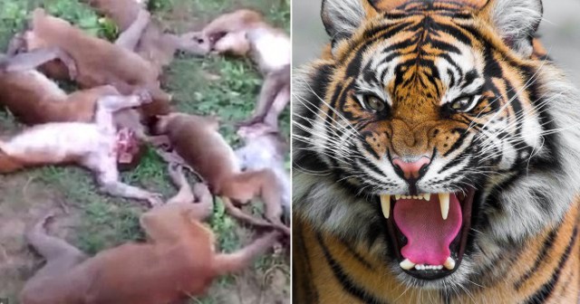 Twelve Monkeys Die Of Heart Attacks After Being Scared By A Tiger